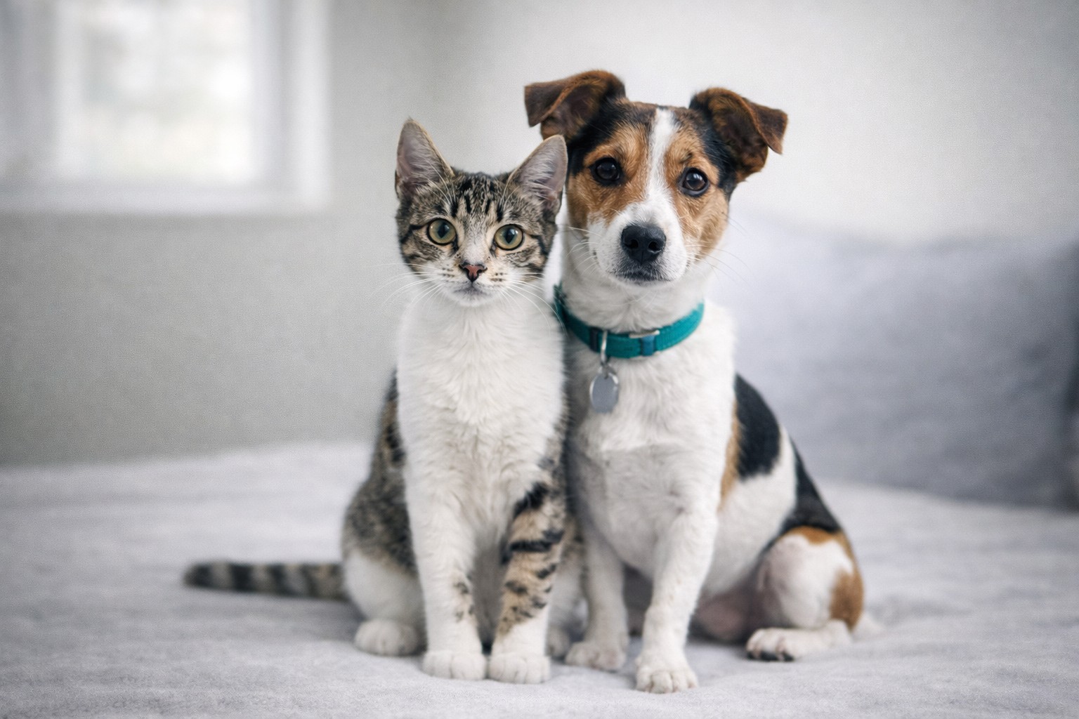 Veteriner kliniginde kediler